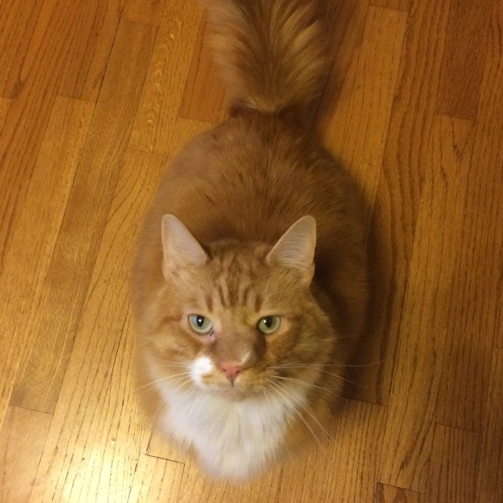 Meet your Posher, Ashley